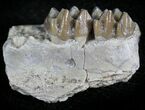 Oligocene Ruminant (Leptomeryx) Jaw Section #25096-1